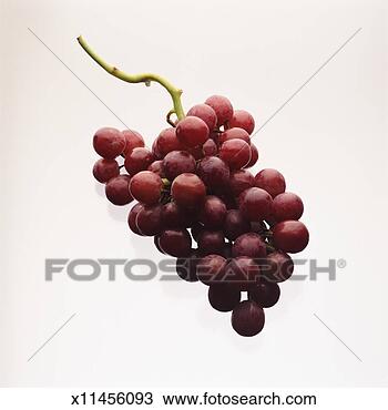 Stock Photo - grapes. fotosearch 
- search stock 
photos, pictures, 
images, and photo 
clipart