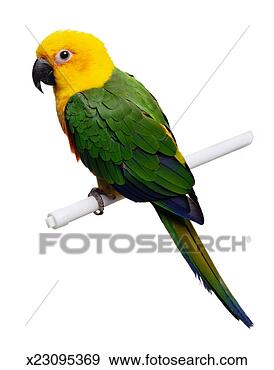 Stock Photograph - sun conure parrot. 
fotosearch - search 
stock photos, 
pictures, images, 
and photo clipart