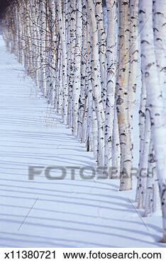 Stock Photography - row of birch trees 
in snowy landscape, 
focus on tree 
trunks. fotosearch 
- search stock 
photos, pictures, 
images, and photo 
clipart