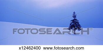 Stock Photography - single tree in 
snowy landscape. 
fotosearch - search 
stock photos, 
pictures, images, 
and photo clipart
