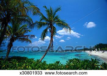 Stock Photo - palm trees & tropical 
beach, bahamas. 
fotosearch - search 
stock photos, 
pictures, images, 
and photo clipart
