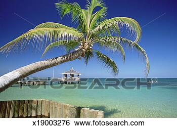 Stock Photo - caribbean,  honduras, 
 roatan island, 
 west end beach, 
 palm tree on. 
fotosearch - search 
stock photos, 
pictures, images, 
and photo clipart