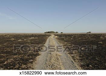 Stock Photography - botswana, central 
kalahari game 
reserve, leopard 
pan, dirt track. 
fotosearch - search 
stock photos, 
pictures, images, 
and photo clipart