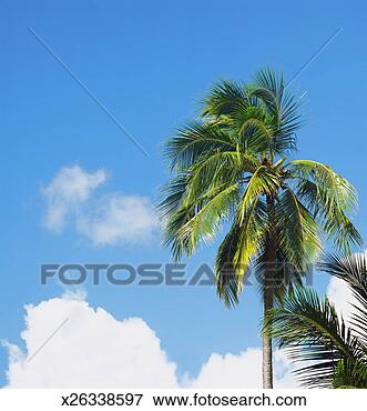 Picture - palm tree, low 
angle view. fotosearch 
- search stock 
photos, pictures, 
images, and photo 
clipart
