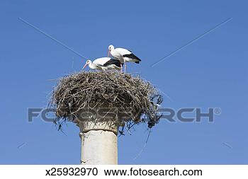 Stock Photography - 'two birds perching 
in nest on column 
of roman ruins, 
low angle view'. 
fotosearch - search 
stock photos, 
pictures, images, 
and photo clipart