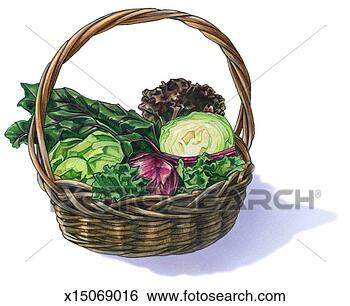 Stock Illustration - basket of lettuce. 
fotosearch - search 
clipart, illustration, 
drawings and vector 
eps graphics images