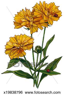 Stock Illustration - ladybugs on marigold. 
fotosearch - search 
clipart, illustration, 
drawings and vector 
eps graphics images