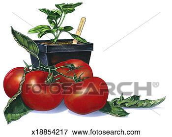 Stock Illustration - tomatoes & basil. 
fotosearch - search 
clipart, illustration, 
drawings and vector 
eps graphics images