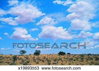 Stock Photo - foliage, botswana, 
daylight, cumulus, 
cloud, africa. 
fotosearch - search 
stock photos, 
pictures, images, 
and photo clipart