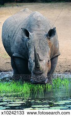 Stock Photo - white rhinoceros. 
fotosearch - search 
stock photos, 
pictures, images, 
and photo clipart