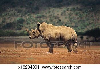 Stock Photography - white rhinoceros. 
fotosearch - search 
stock photos, 
pictures, images, 
and photo clipart