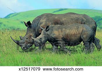 Stock Photograph - white rhinoceroses. 
fotosearch - search 
stock photos, 
pictures, images, 
and photo clipart