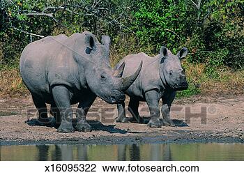 Stock Photo - white rhinoceroses. 
fotosearch - search 
stock photos, 
pictures, images, 
and photo clipart