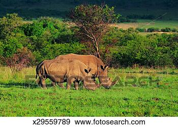 Stock Photograph - white rhinoceroses. 
fotosearch - search 
stock photos, 
pictures, images, 
and photo clipart