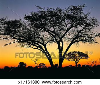 Stock Photography - camelthorn tree 
at sunset, hwange 
national park, 
zimbabwe, africa. 
fotosearch - search 
stock photos, 
pictures, images, 
and photo clipart
