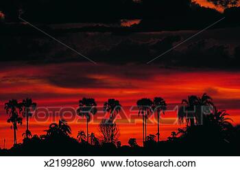 Stock Photography - sunset, okavango 
delta, botswana, 
africa. fotosearch 
- search stock 
photos, pictures, 
images, and photo 
clipart