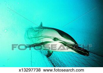 Stock Photo - dolphin caught 
in a net. fotosearch 
- search stock 
photos, pictures, 
images, and photo 
clipart