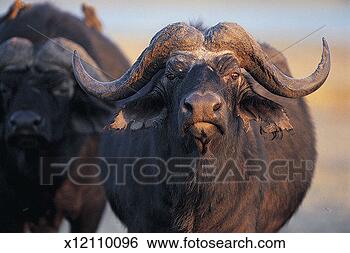 Stock Photo - african buffalo, 
chobe river, chobe 
national park, 
botswana, africa. 
fotosearch - search 
stock photos, 
pictures, images, 
and photo clipart