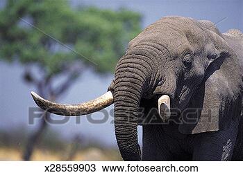 Stock Photo - african elephant 
(loxodonta africana), 
 chobe national 
park,  savuti. 
fotosearch - search 
stock photos, 
pictures, images, 
and photo clipart