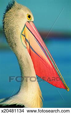 Stock Photo - australian pelican 
(pelecanus conspicillatus), 
 shark bay marine. 
fotosearch - search 
stock photos, 
pictures, images, 
and photo clipart
