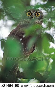 Stock Photo - barking owl (ninox 
connivens),  kakadu 
national park, 
 northern. fotosearch 
- search stock 
photos, pictures, 
images, and photo 
clipart