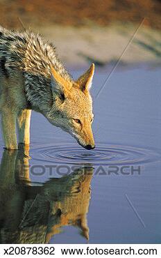 Stock Photo - black-backed jackal 
(canis mesomelas), 
 savuti,  chobe 
national park. 
fotosearch - search 
stock photos, 
pictures, images, 
and photo clipart
