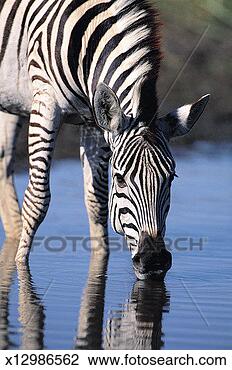 Stock Photo - burchell`s zebra 
(equus burchelli), 
okavango delta, 
botswana, africa. 
fotosearch - search 
stock photos, 
pictures, images, 
and photo clipart