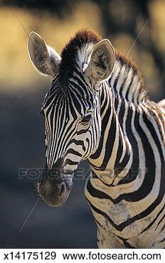 Stock Photograph - burchell`s zebra 
(equus burchelli), 
okavango delta, 
botswana, africa. 
fotosearch - search 
stock photos, 
pictures, images, 
and photo clipart