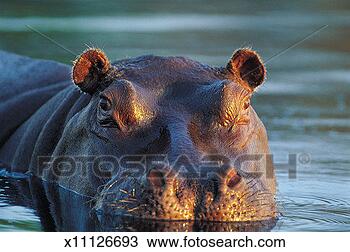 Stock Photo - hippo (hippopotamus 
amphibius) moremi 
game reserve, 
 okavango delta. 
fotosearch - search 
stock photos, 
pictures, images, 
and photo clipart
