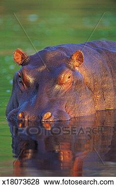 Stock Photo - hippo (hippopotamus 
amphibius),  moremi 
game reserve, 
 okavango. fotosearch 
- search stock 
photos, pictures, 
images, and photo 
clipart