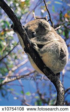 Stock Photo - koala bear (phascolarctos 
cinereus) kangaroo 
island, south 
australia. fotosearch 
- search stock 
photos, pictures, 
images, and photo 
clipart