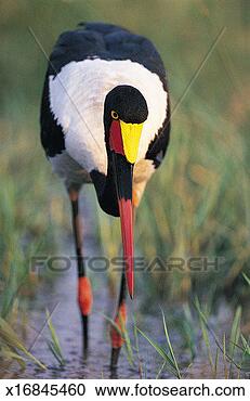 Stock Photography - saddlebilled stork 
(ephippiorhynchus 
senegalensis), 
 okavango delta. 
fotosearch - search 
stock photos, 
pictures, images, 
and photo clipart