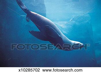 Stock Photo - steller sea lion, 
alaska sealife 
centre, seaward, 
alaska, usa. fotosearch 
- search stock 
photos, pictures, 
images, and photo 
clipart