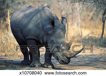 Stock Photography - white rhinoceros, 
mala mala game 
reserve, south 
africa. fotosearch 
- search stock 
photos, pictures, 
images, and photo 
clipart