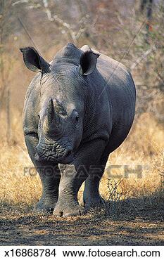 Stock Photo - white rhinoceros, 
mala mala game 
reserve, south 
africa. fotosearch 
- search stock 
photos, pictures, 
images, and photo 
clipart