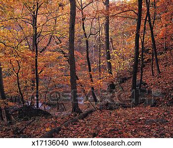 Stock Photography - gans creek, rock 
bridge state park, 
missouri, usa. 
fotosearch - search 
stock photos, 
pictures, images, 
and photo clipart