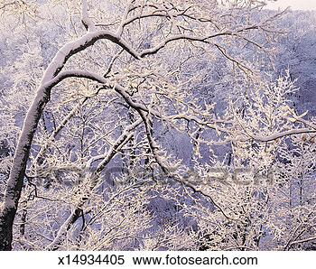 Stock Image - maple, rock bridge 
memorial state 
park, missouri, 
usa. fotosearch 
- search stock 
photos, pictures, 
images, and photo 
clipart