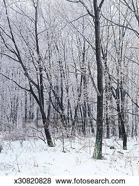 Stock Photo - oak forest, taum 
sauk mountain 
state park, missouri, 
usa. fotosearch 
- search stock 
photos, pictures, 
images, and photo 
clipart