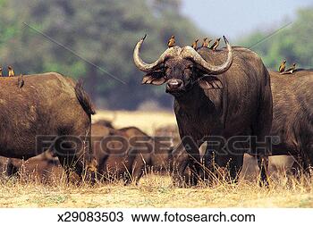 Stock Photo - african buffalo, 
matusadona national 
park, zimbabwe, 
africa. fotosearch 
- search stock 
photos, pictures, 
images, and photo 
clipart