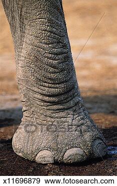 Stock Photograph - african elephant`s 
foot. fotosearch 
- search stock 
photos, pictures, 
images, and photo 
clipart