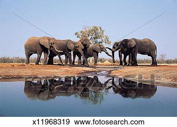 Stock Photograph - african elephants 
drinking at water 
hole, savuti, 
botswana, africa. 
fotosearch - search 
stock photos, 
pictures, images, 
and photo clipart