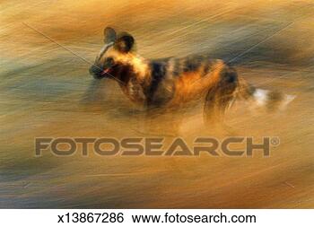 Stock Photo - african hunting 
dog, eastern namibia, 
africa. fotosearch 
- search stock 
photos, pictures, 
images, and photo 
clipart