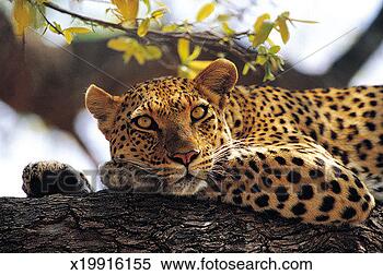 Stock Image - leopard resting 
in a tree, moremi 
game reserve, 
botswana, africa. 
fotosearch - search 
stock photos, 
pictures, images, 
and photo clipart