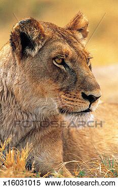 Stock Image - lioness, moremi 
game reserve, 
botswana, africa. 
fotosearch - search 
stock photos, 
pictures, images, 
and photo clipart