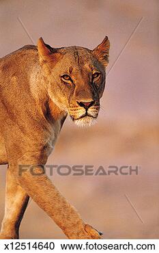 Stock Photography - lioness, savuti, 
botswana, africa. 
fotosearch - search 
stock photos, 
pictures, images, 
and photo clipart