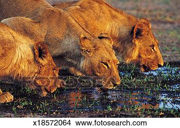 Stock Photo - lions drinking, 
khwai river, botswana, 
africa. fotosearch 
- search stock 
photos, pictures, 
images, and photo 
clipart
