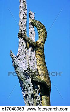 Stock Photo - monitor lizard, 
matusadona national 
park, zimbabwe, 
africa. fotosearch 
- search stock 
photos, pictures, 
images, and photo 
clipart