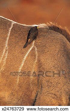 Stock Photograph - oxpecker on  kudu, 
savuti, botswana, 
africa. fotosearch 
- search stock 
photos, pictures, 
images, and photo 
clipart