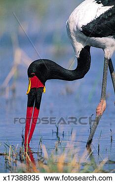 Stock Image - saddle-billed 
stork (ephippiorhynchus 
senegalensis), 
 khwai river. 
fotosearch - search 
stock photos, 
pictures, images, 
and photo clipart