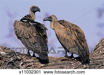 Stock Photography - white backed vultures 
(gyps bengalensis), 
savuti, botswana, 
africa. fotosearch 
- search stock 
photos, pictures, 
images, and photo 
clipart